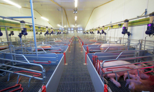 A new farrowing house, part of Dourie Farming Cos new complex on a green-field site at Airlour Farm,  designed to take pig production firmly into the 21st century. The layout including free access dry sow housing, two 36-crate farrowing houses, three weaner houses and four finishing houses.