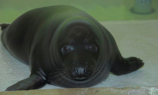 Liquorice is recovering after being found on Aberdeen Beach.