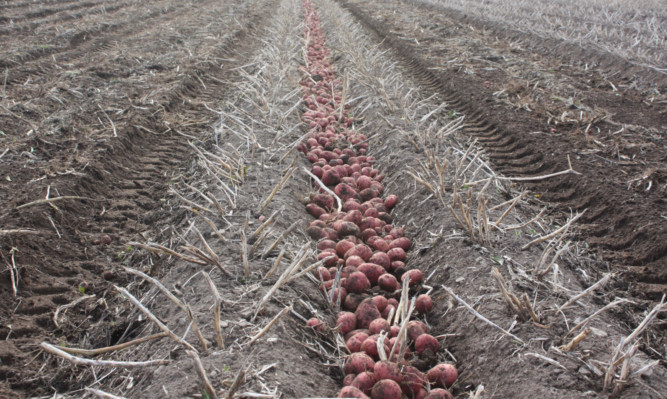 Potatoes ready for harvest. Is it time for a more structured approach to setting potato rents?