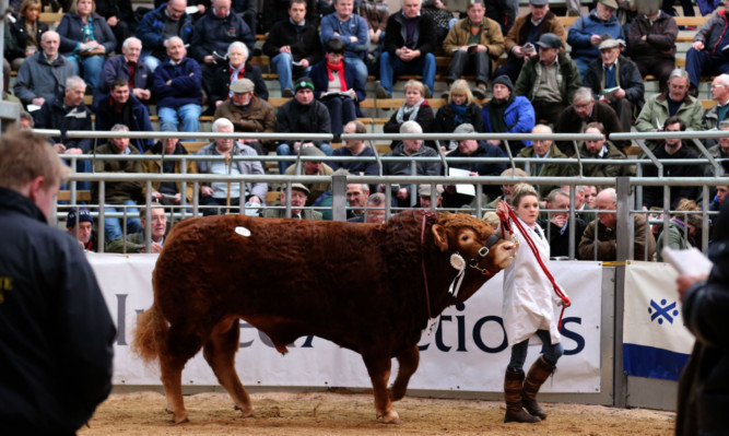 Centre of attention: the bull sales remain one of the major events in the UKs beef cattle calendar. The 150th anniversary of the event will be marked with a visit by the Princes Royal.