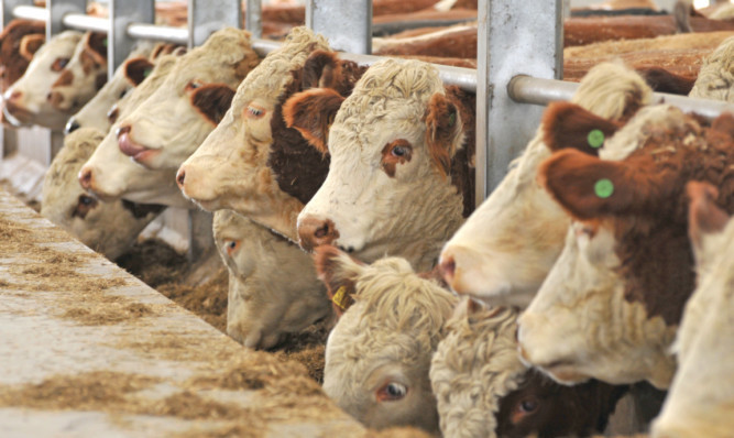 Beef prospects for next year look brighter.