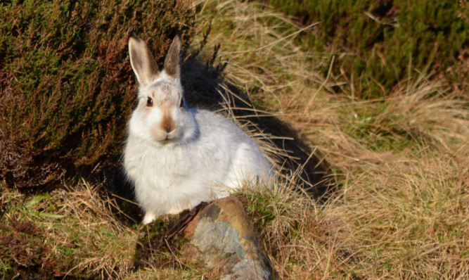 Studied approach: Scottish Natural Heritage, Scottish Land and Estates and the Game and Wildlife Conservation Trust are working together in a bid to ensure that future management of mountain hares is sustainable.