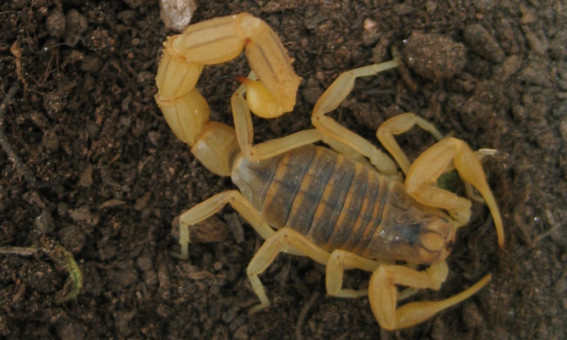 The hairy scorpion is not deadly but does have a painful bite.