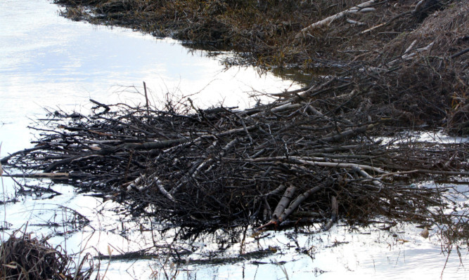 Beavers are causing problems on Dean Water near Forfar.