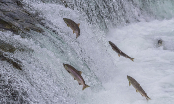 Populations of wild Atlantic salmon at sea are in decline.