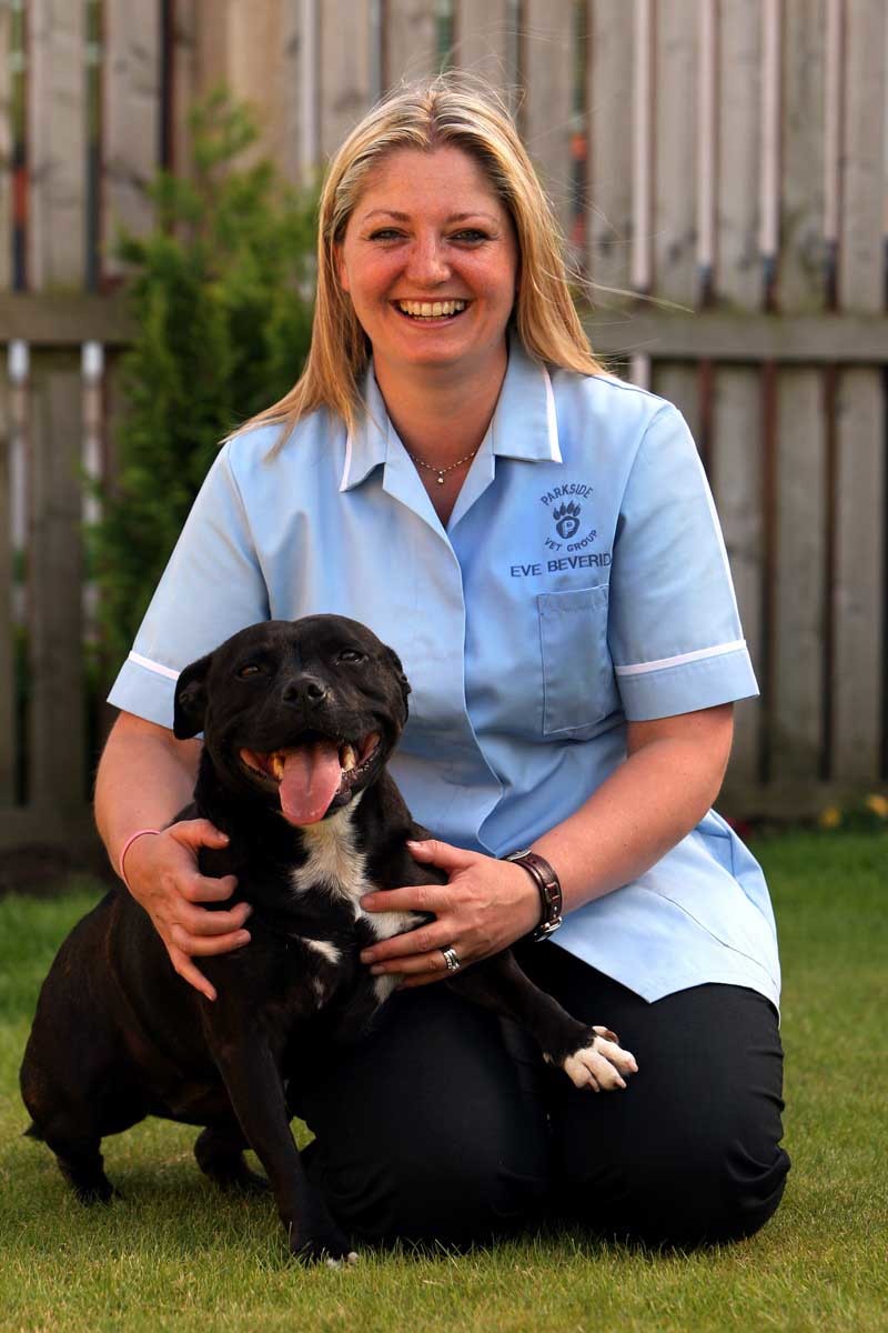 John Stevenson, Courier,22/06/10.Dundee.Carnoustie.Dog adoption story.Pic shows Eve Beveridge of the Parkside Vetenery Group with rescued Staffordshire four year old Dizzy..