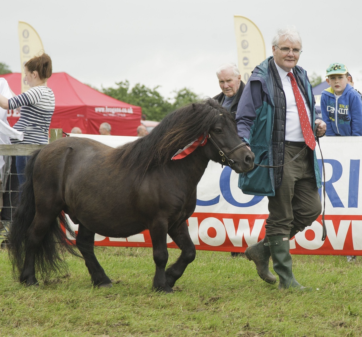 Angus Show 14. Courier Frming Editor Ewan Pate seen leading his Pony in the parade. His previous outing was at the Angus Show in Dundee in the mid fifties aged eight!