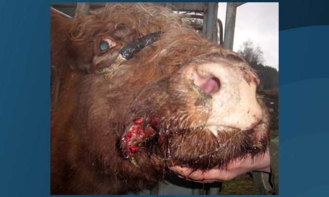 Some of the cow's injuries.