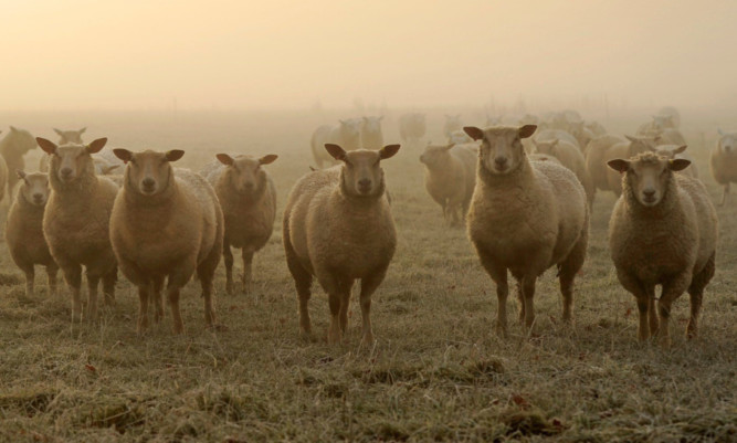 There has been a firm start to the year for the sheep market, said QMS.