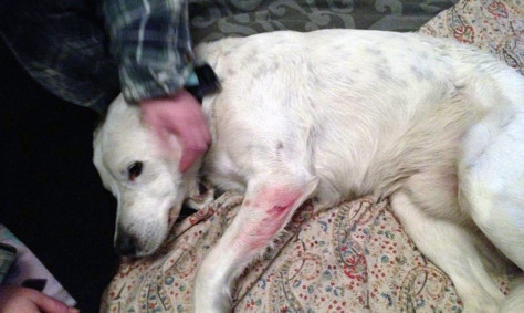 Murphy was cut in the leg in the attack.