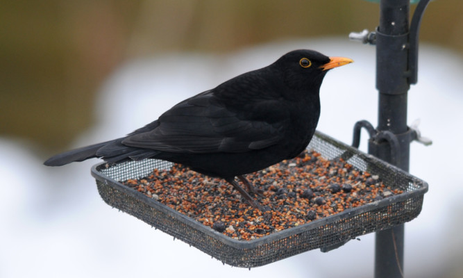 Sightings of blackbirds have been rare because of the cold weather.