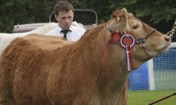 Neil McGowan, judging at Braco Show, with the Limousin champion.
