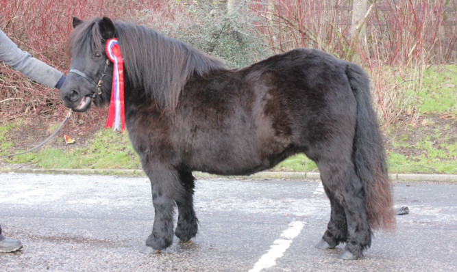 Harry Sleigh took the overall shetland honours at both tayside and Grampian foal shows with Wells Vitesse