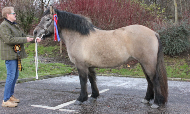 Cairns Jude was top of the Highland ring at Grampian for Priscilla Crockett, of the Crannoch Hotel, Cullen