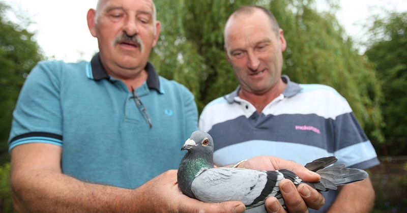 Kris Miller, Courier, 28/06/10, News. Picture today at home of Mr John Duthie, Harestane Road, Dundee. Pic shows John (left) and friend Jimmy Green with Racing Pigeon 'Better Still'. The pigeon recently won the Gold Cup in a race to Scotland from France with a time a little under 14 hours.