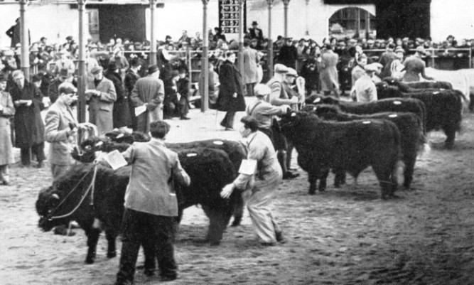 Judging Shorthorns in the new covered rings in the 1950s, set up after the winter of 1947 disrupted the outdoor judging in Caledonian Road.