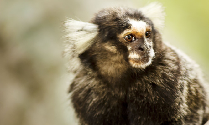 A marmoset in the wild