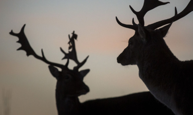 LONDON, ENGLAND - JANUARY 17:  A pair of deer in the early morning light look on in Richmond Park on January 17, 2015 in London, England.  A forecasted cold weather front is due to bring sleet and snow to parts of the capital by tomorrow.  (Photo by Rob Stothard/Getty Images)