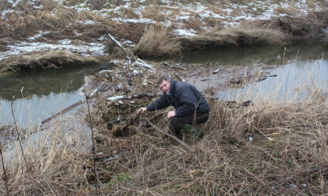 Adrian Ivory with a  beaver dam reaching right across the River Dean near Meigle.