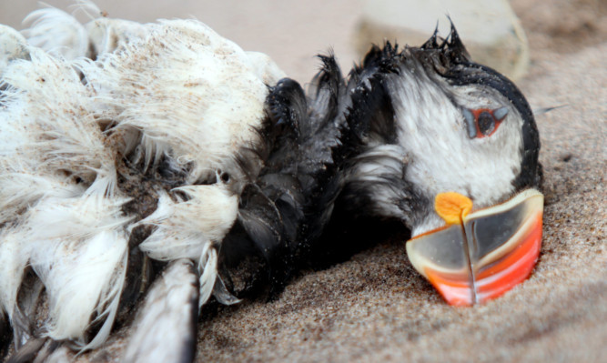 One of the puffins that has met a sad end at Lunan Bay.