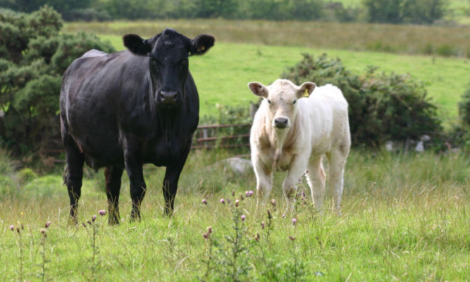 QMS said an improvement in supply reflected cattle finishing more quickly.