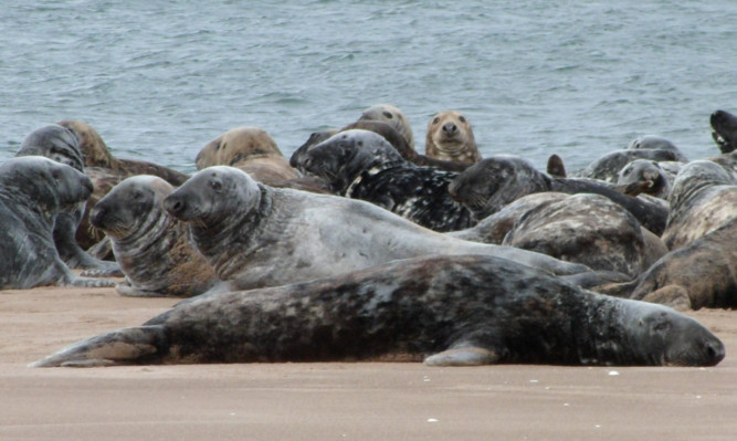 Seals at Tentsmuir.