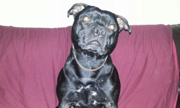 Staffordshire bull terrier Kaii attacked a woman and bit part of her ear off.