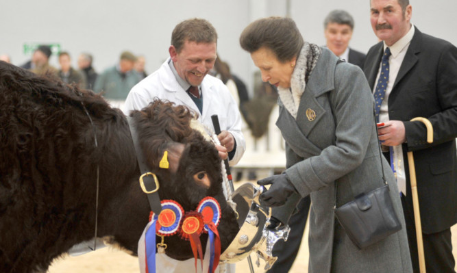 The Princess Royal presented the cup to overall Beef Shorthorn champion bull Lowther Gervase and stockman Mike Clark at Stirling Bull Sales.