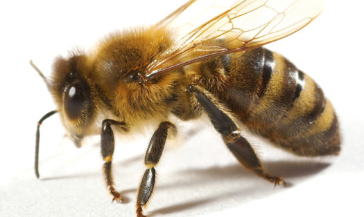 Vital bee colonies are being devastated by the insecticides used in plant pollen and nectar, according to scientists from Dundee and St Andrews universities.