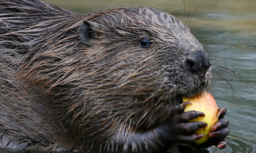 Fears have been raised about beavers' impact on salmon in Scottish rivers.