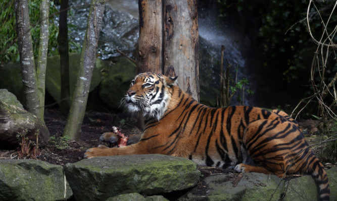 Baginda the Sumatran tiger celebrates her tenth birthday at Edinburgh Zoo.