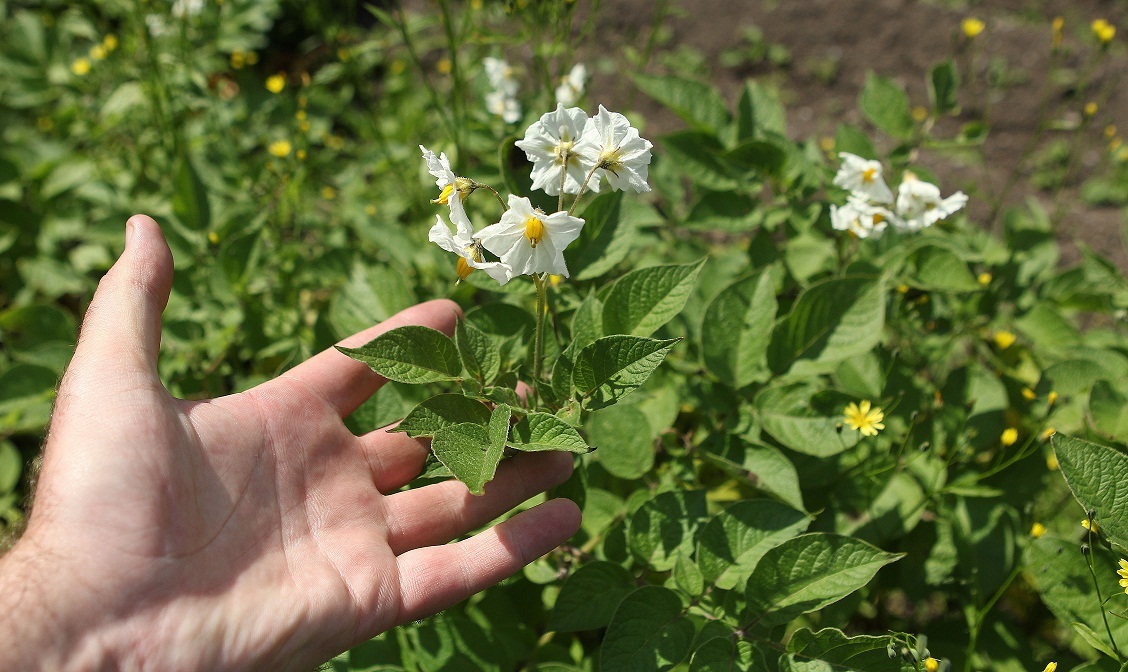 PLEASE NOTE THIS IS NOT WHERE THE ACTUAL GM TRIAL IS BEING HELD. A plot of potatoes in an allotment in Dublin as the no2gm campaign group said the decision on the GM trial was being met with a tidal wave of disgust in the Irish food industry.