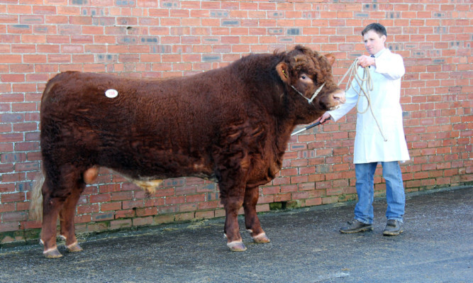 The 11,500gns top-price bull was Dirnanean Riley from Finlay McGowan.