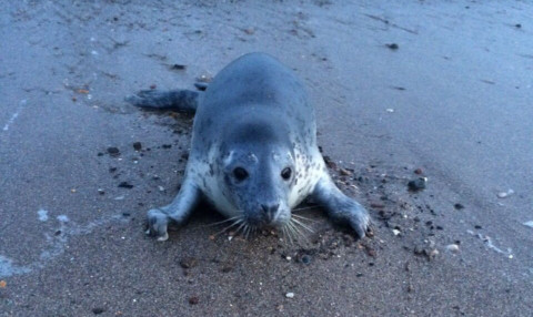 The seal pup that died.