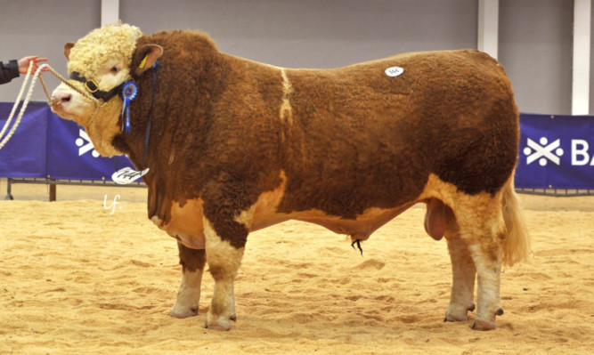 Corskie Elgin from Iain Green, sold for 12,000gns.