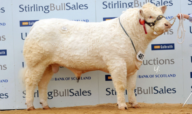 Clyth Indestructable sold for the day's top price, 18,000gns.