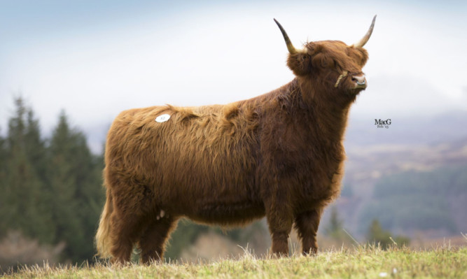 Maighden Mor 13th of Glengorm sold to C Finnie, Peterhead, for 3,000gns.