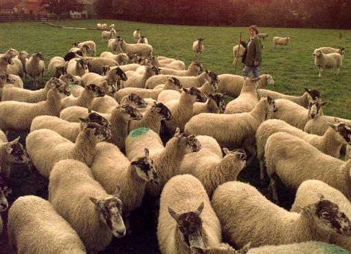 Worrying time for sheep farmers like shepherd Joan Penty of York after suggestions today (Monday) that sheep may also be infected with BSE the same as cattle. See PA story HEALTH Sheep. EDI Photo John Giles.PA