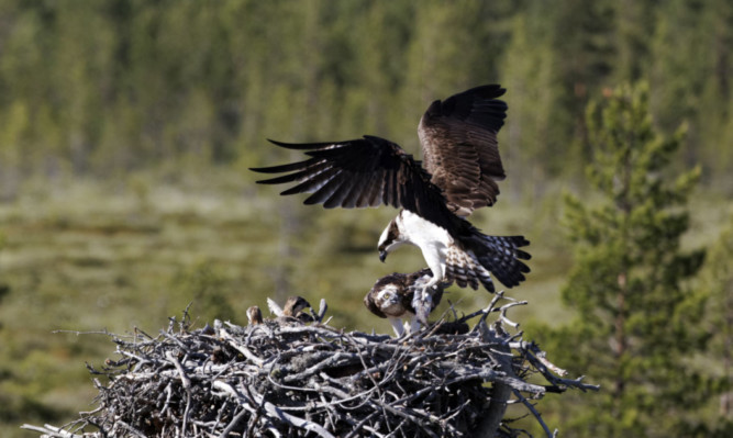An osprey and its nest.