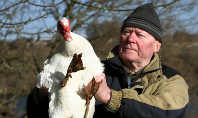 Jim Hughes has managed to catch a couple of the birds  but it is no easy task.