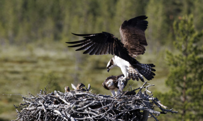 Bird lovers are concerned about how the ospreys might be affected by the move.