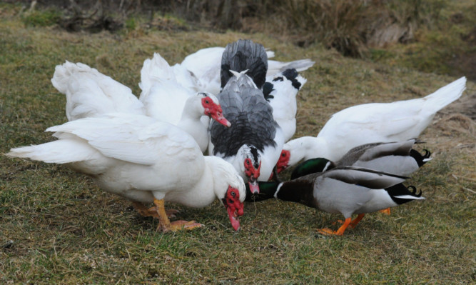 The Muscovy ducks make friends with some mallards at Murton.