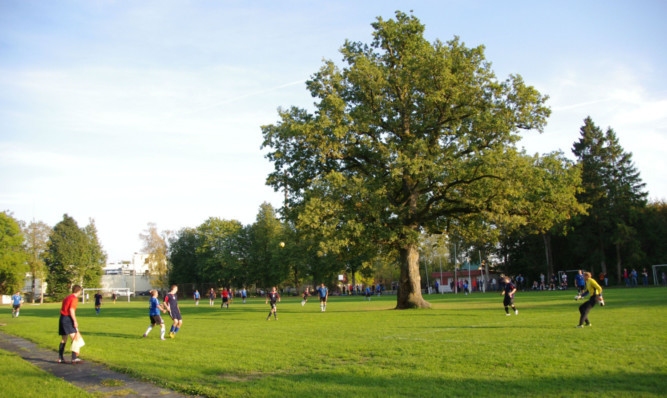 The oak tree in the middle of a football pitch in Estonia which has been awarded the title of European Tree of the Year 2015.