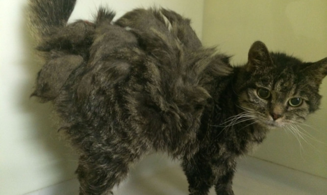 Severely matted Ellie, who was found in a shed in Rosyth.