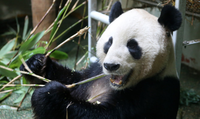 Male panda Yang Guang eats bamboo in his enclosure.