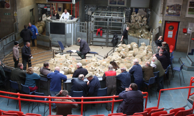 Prime hoggets at ANMs Thainstone Centre go through the ring.
