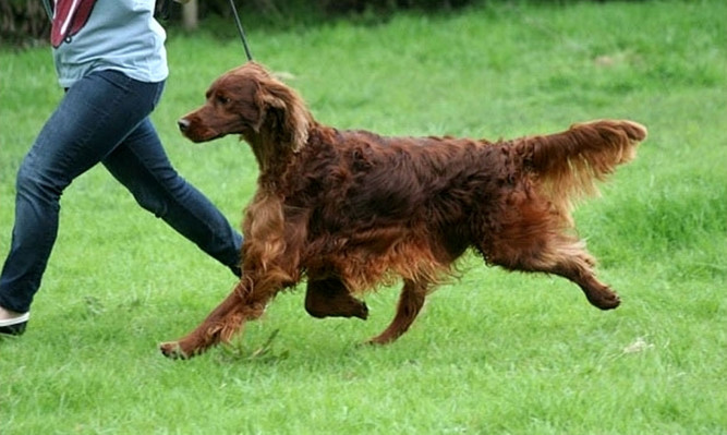 Jagger's owners fear the Irish setter was poisoned at Crufts.