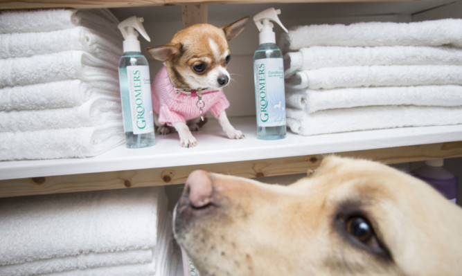 Ruby the Chihuahua and Lily the Labrador in the luxury spa at the Bellslea Hills Pet Hotel and Spa.