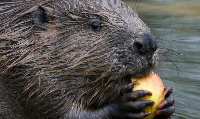 It is expected the beavers will soon be released into the wild.