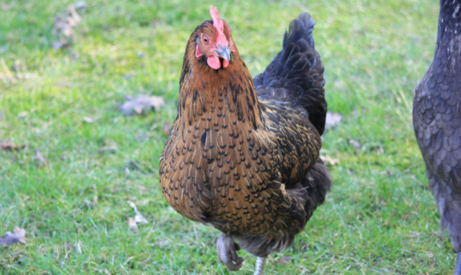 Isla and three of the six chickens that were stolen from her garden last weekend.